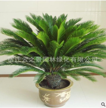 批發鐵樹盆栽羊角鐵 蘇鐵四季常青綠植 綠色植物 鐵樹苗盆景綠化