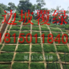 暖季型草種狗牙根大量供應包衣狗牙根草籽 耐踏型護坡草坪種子 綠化草種批發