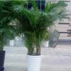 鳳尾竹盆栽 室內(nèi)外客廳大型綠植盆栽散尾竹觀葉植物基地直銷