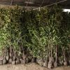 法國冬青苗批發(fā)工程綠化冬青樹苗庭院圍墻做綠籬規(guī)格全基地直銷