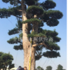 超低價格出手兩顆百年造型羅漢松。規(guī)格如下，有意者請與我聯(lián)系！！一顆米徑八十四以上，分枝兩米二，冠四米三，高七米五左右。另一顆米徑八十五，分枝二米五以上，冠五米以上高七米五