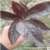 叢生紅葉李樹 紫葉李基地批發 密枝紅葉李樹 規格齊全 紫葉李樹