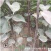 優質品種梨樹苗 嫁接梨樹苗 抗病強易成活 秋月梨樹苗
