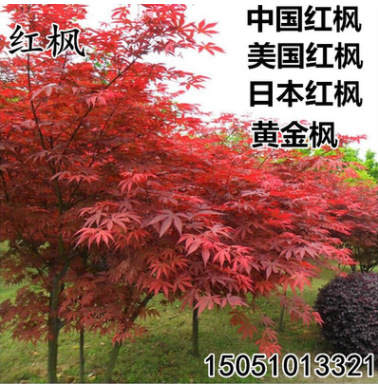 批發日本紅楓苗美國紅楓樹苗中國紅四季紅黃金楓工程園林綠化苗木