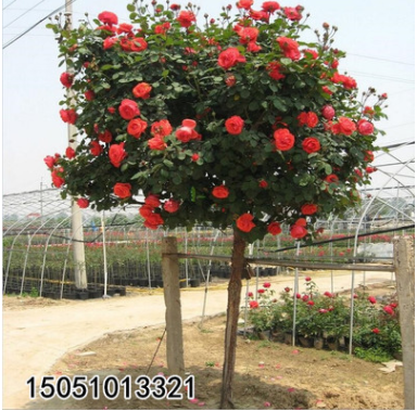 批發樹狀月季花苗樹樁月季高桿嫁接玫瑰月季樹苗高檔庭院盆景盆栽