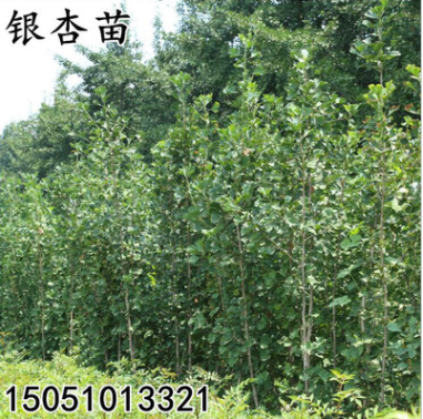 銀杏樹苗 批發白果小苗行道樹 工程園林綠化植物低價直銷占地苗木
