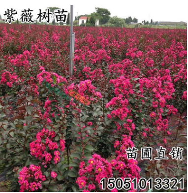 批發速生紫薇樹苗紅火箭百日紅花紫薇小苗直銷南北方庭院綠化苗木