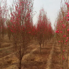 基地批發(fā)供應(yīng)龍柱碧桃 庭院道路工程綠化龍柱碧桃 量大從優(yōu)