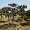 基地直銷道路綠化苗木油松苗 規(guī)格全 現(xiàn)挖現(xiàn)賣 行道綠化油松苗
