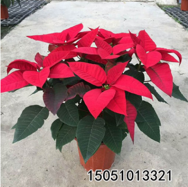 圣誕一品紅盆栽年宵花卉盆景 辦公室內(nèi)外綠色植物凈化空氣吸甲醛