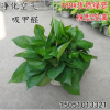 批發辦公室綠蘿盆栽吊蘭四季長青花卉綠植室內客廳凈化空氣吸甲醛