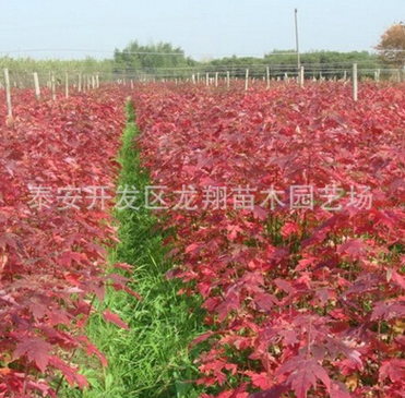 基地直銷美國紅楓樹苗 現挖現賣成活率高規格齊美國紅楓樹苗