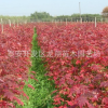 基地直銷(xiāo)美國(guó)紅楓樹(shù)苗 現(xiàn)挖現(xiàn)賣(mài)成活率高規(guī)格齊美國(guó)紅楓樹(shù)苗