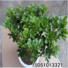 批發米蘭盆栽辦公桌陽臺綠植驅蚊子盆景四季常青芳香花卉凈化空氣