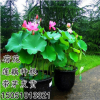 批發藕苗 荷花苗碗蓮種根 新品種荷花種藕 池塘綠化水培水生植物