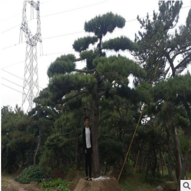 批發園林造型景松 迎客松 造型奇特 樹形優美 平頂松 濕地油松
