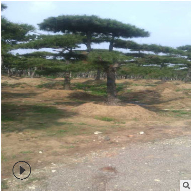 現貨銷售品質黑樹造型優美 規格齊全 工程綠化專用黑松 根系旺盛