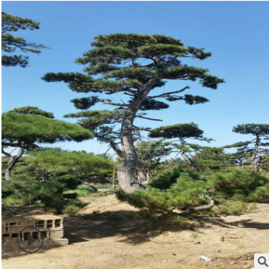批發造型油松 山東濕地綠化樹 風景樹造型獨特 樹形美觀 景觀松