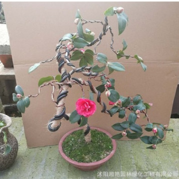 批發茶梅 茶花盆景自產自銷 量大從優