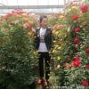 藤本花瓶 月季球 藤本月季 月季樹 紅花墻微量大從優