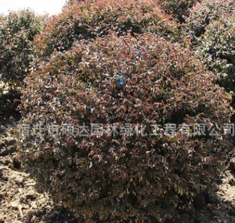 批發紅花檵木球公園小區色塊工程綠化苗木盆栽植物紅花繼木苗