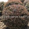 批發紅花檵木球公園小區色塊工程綠化苗木盆栽植物紅花繼木苗