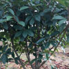 河南紅葉石楠球常綠灌木風景樹苗盆栽庭院園林綠化苗木基地