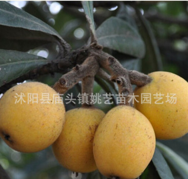 枇杷樹苗批發果樹苗品種齊全 大五星枇杷樹苗南方果樹苗優質品種