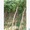 黃花槐樹苗圖片 價格 種植方法園林綠化苗木