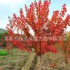 三季紅楓樹苗批發工程綠化苗木精品日本紅楓苗園林風景樹