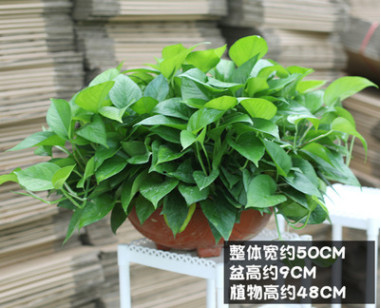 綠蘿盆栽防輻射綠植花卉 室內裝飾桌面陽臺迷你水培綠蘿盆栽