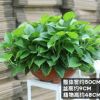 綠蘿盆栽防輻射綠植花卉 室內裝飾桌面陽臺迷你水培綠蘿盆栽