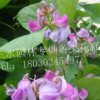 福建廈門四川二月蘭的價格及管理養(yǎng)護(hù)方法