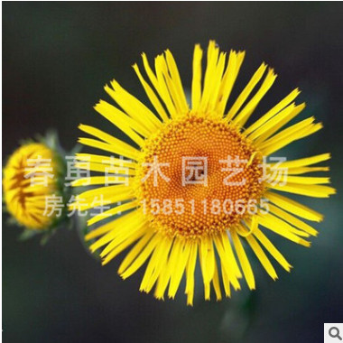直銷大量優質野菊花種子 量多優惠多多