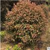 基地直銷 紅葉玉蘭 石楠樹規格齊全歡迎實地考察喬木園林植物