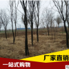 大量供應優質茶條槭樹苗 廠家直銷茶條槭樹苗