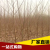 基地直銷 兩年生嫁接苗 桃樹苗批發 沙紅桃 黃蜜 中油系列