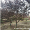 種植戶大量處理2-6-8-10-12-15公分優質紫葉李樹 現挖現賣紫葉李