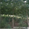 基地大量直銷各種規格五角楓