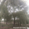 地出售樹形好大規格垂柳樹 10-15-20-40公分垂柳樹