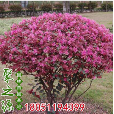 紅花繼木球 各種球類地被花灌木綠化配送 市政園林