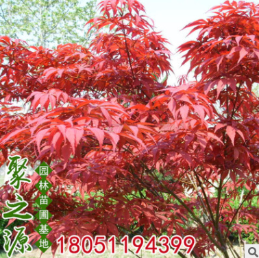 批發(fā)工程綠化苗木優(yōu)質(zhì)美國紅楓樹苗嫁接美國紅楓苗秋火焰觀賞植物