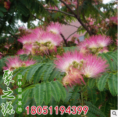 基地批發(fā)合歡樹苗 綠化行道樹合歡花樹 庭院觀花植物