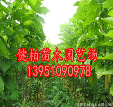 專供桑樹 優質桑樹 桑樹苗批發 規格齊全 量大優惠大量出售