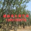 供應(yīng)優(yōu)質(zhì)大樸樹 叢生樸樹 全冠 移栽苗 大量出售叢生樸樹