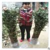 基地直銷大紅袍獅子頭花椒樹 耐旱香麻花椒樹量大價格優惠現挖