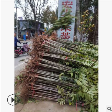 紅油香椿樹 批發優質矮化香椿 成活率高大棚占地用香椿樹價格優惠