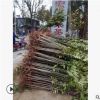 紅油香椿樹 批發優質矮化香椿 成活率高大棚占地用香椿樹價格優惠