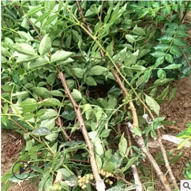 出售大紅袍花椒樹 根系發達獅子頭花椒樹價格 抗逆性強