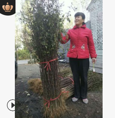 山東花椒苗大紅袍花椒苗,花椒樹苗木優質麻辣香花椒種苗